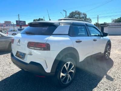 C4 cactus - thumb 6